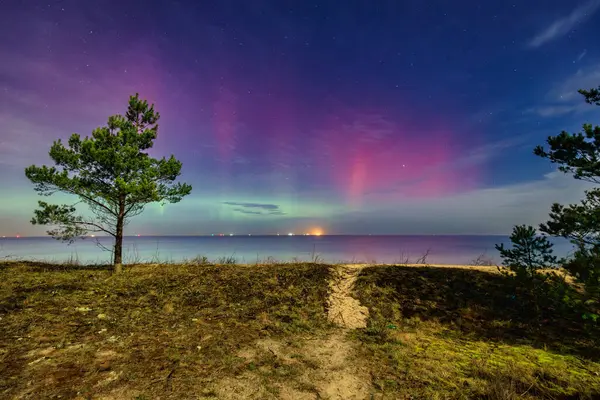 波兰Gdansk Sobieszewo波罗的海海滩上空的北极光 只有一棵松树 图库图片