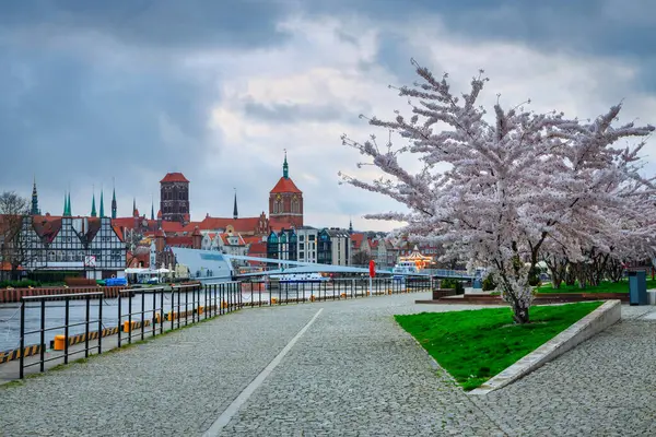 Vårblommor Blommar Träden Över Motlawafloden Gdansk Polen Royaltyfria Stockbilder