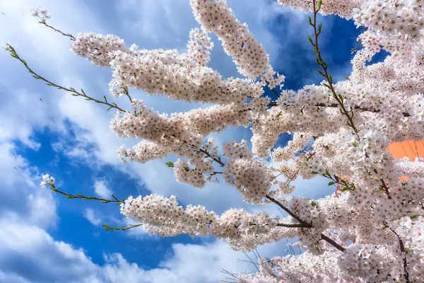 Fák Virága Tavasszal Virágzik Motlawa Folyó Felett Gdanskban Lengyelország Stock Kép