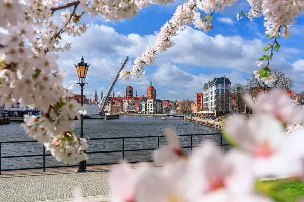 Frühlingsblumen Blühen Den Bäumen Über Dem Fluss Motlawa Danzig Polen Stockfoto