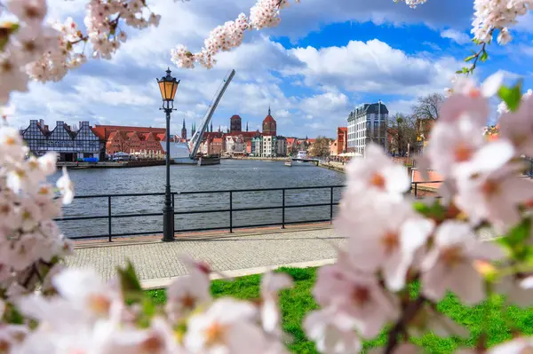 Tavaszi Virágok Nyílnak Fák Felett Motlawa Folyó Gdansk Lengyelország Stock Fotó