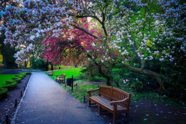 İlkbahar parkında çiçek açan ağaçlar, Gdansk Oliwa. Polonya