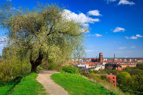 美しい咲く木と春のグダンスクのメインシティ ポーランド ロイヤリティフリーのストック画像