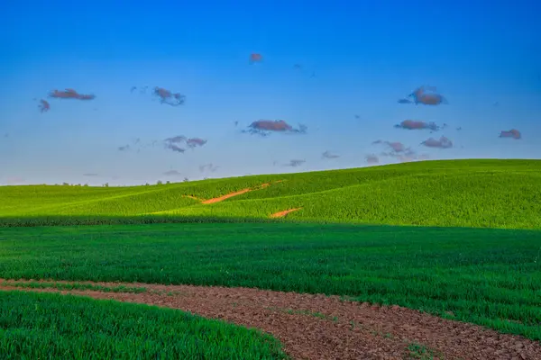 Landscape Green Fields Northern Poland Spring Time Stock Image
