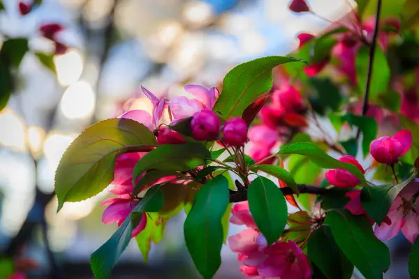 春のパブリックパーク グダンスク オリワに咲く木 ポーランド ロイヤリティフリーのストック写真
