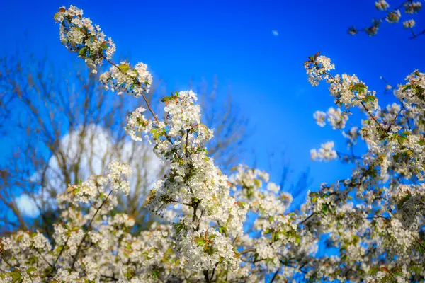Lkbahar Parkında Çiçek Açan Ağaçlar Gdansk Oliwa Polonya Stok Resim