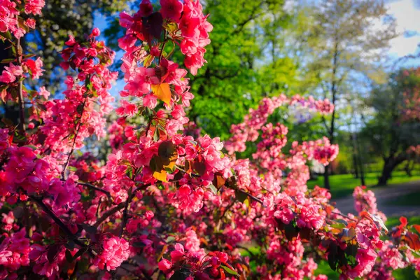 Lkbahar Parkında Çiçek Açan Ağaçlar Gdansk Oliwa Polonya - Stok İmaj