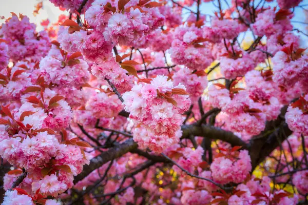 Lkbahar Parkında Çiçek Açan Ağaçlar Gdansk Oliwa Polonya Telifsiz Stok Imajlar