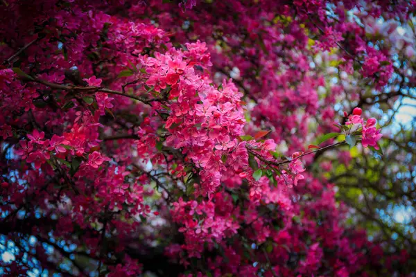 Floração Árvores Parque Público Primavera Gdansk Oliwa Polónia Fotos De Bancos De Imagens