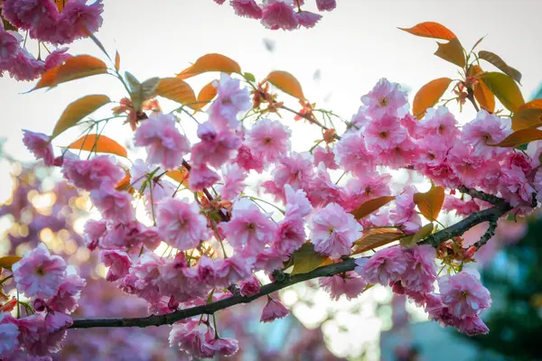 春のパブリックパーク グダンスク オリワに咲く木 ポーランド ストックフォト