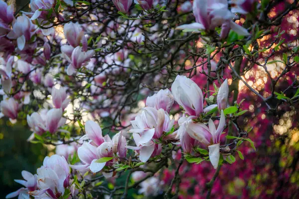春のパブリックパーク グダンスク オリワに咲く木 ポーランド ストック写真