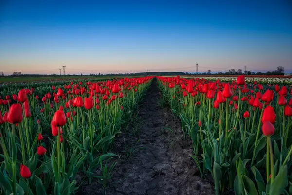 Sunset Blooming Tulip Field Poland Telifsiz Stok Imajlar