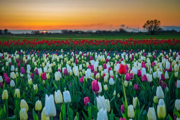 ポーランドの開花中のチューリップ畑の夕日 ストック写真