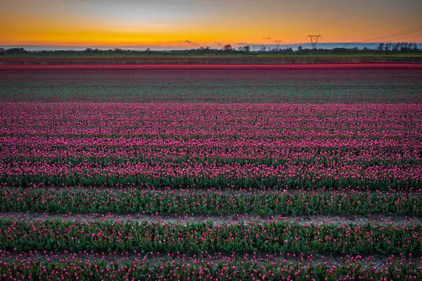 Sonnenuntergang Über Dem Blühenden Tulpenfeld Polen Stockfoto