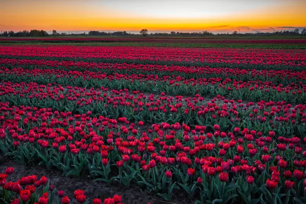 Sunset Blooming Tulip Field Poland Telifsiz Stok Imajlar