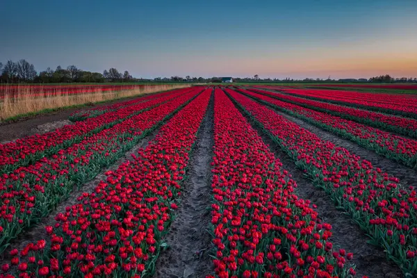 ポーランドの開花中のチューリップ畑の夕日 ストック画像