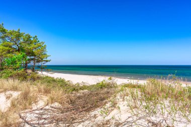 Yazın Baltık Denizi 'nde güzel bir sahil, Polonya