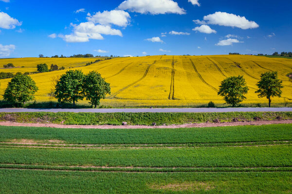 Yellow rapeseed field in northern Poland