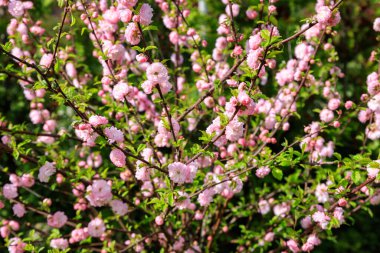 Çiçek açan baharda bahçenin yeşil çimlerini..