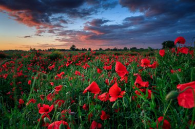 Gün batımında gelincik çiçekleri olan güzel çayır, Polonya.