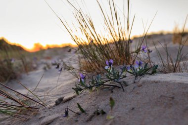 Beautiful sunset on the beach of the Sobieszewo Island at the Baltic Sea. Poland