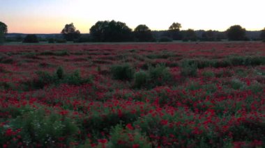 Gün batımında gelincik çiçekleri olan güzel çayır, Polonya.