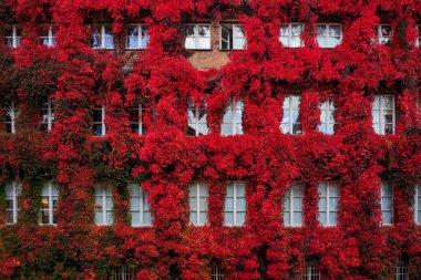 Gdansk 'ın sonbahar manzarasında kırmızı sarmaşık yapraklarıyla kaplı bir duvar. Polonya