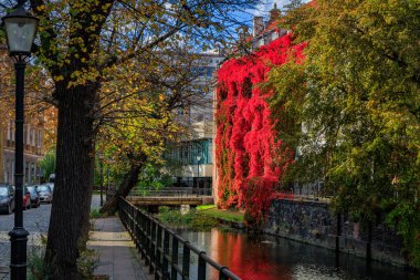 Gdansk 'ın sonbahar manzarasında kırmızı sarmaşık yapraklarıyla kaplı bir duvar. Polonya