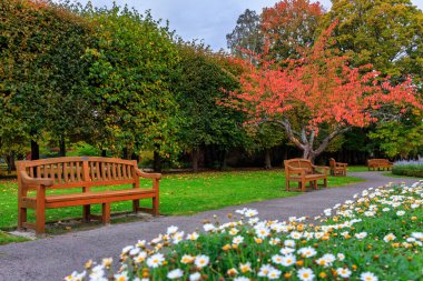 Polonya 'nın Gdansk Oliwa kentindeki halk parkında sarı yapraklı sonbahar sokağı.