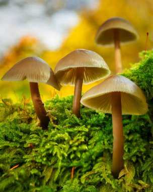 Ağaç kütüğünde yosunlarla büyüyen mantarların makro fotoğrafı. İngiltere