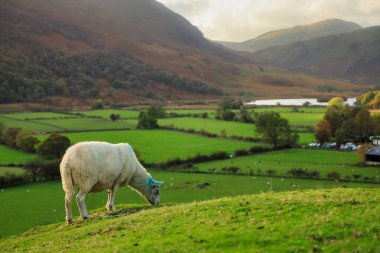 Lake District Ulusal Parkı 'ndaki güzel sonbahar manzarası. İngiltere, İngiltere