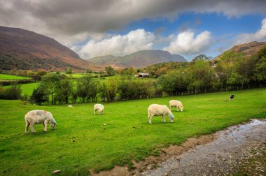 İngiltere, Lake District 'in çayırlarında bir koyun sürüsü.