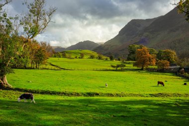 İngiltere, Lake District 'in çayırlarında bir koyun sürüsü.