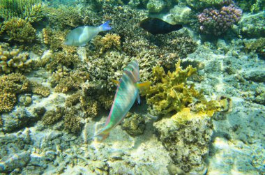 Red Sea sualtı sahne ile tropikal balıkçı, Mısır