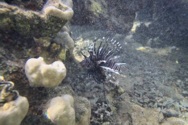 Mısır 'ın Kızıl Denizi' nde su altında aslan balığı..