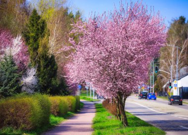 Polonya 'da çiçek açan bir bahar sokağı pembe kiraz ağaçları