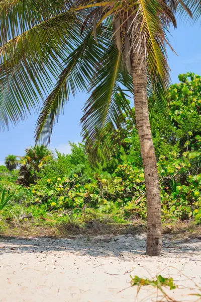 Meksika 'da güneşli bir gökyüzüne karşı hindistan cevizi palmiyeleri
