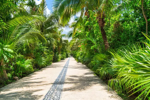 Meksika 'da tropik orman yolu