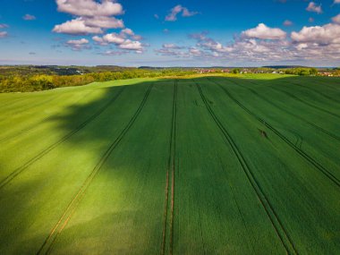 Kuzey Polonya 'daki yeşil tarlaların hava manzarası ilkbahar zamanı.
