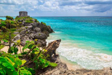 Iguana, güzel Tulum sahilinde Karayip Denizi, Meksika