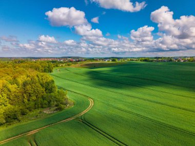 Kuzey Polonya 'daki yeşil tarlaların hava manzarası ilkbahar zamanı.