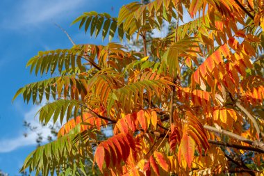 Rhus tifinsonbahar kırmızı ve sarı renkler, Staghorn sumak