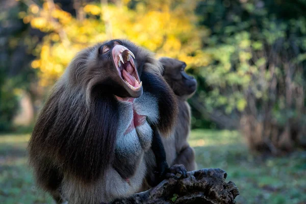라다바본 젤라다 아름다운 영장류 원숭이는 이빨을 줍니다 — 스톡 사진