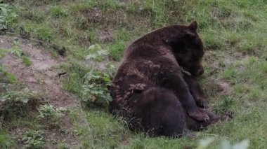 Ormanda kahverengi ayı (Ursus arctos)