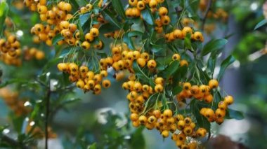 Ateş Dikeni olarak da bilinen Rosaceae ailesinden Pyracantha coccinea.