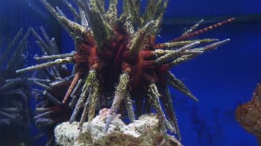 Akvaryumda deniz kestanesi (Echinoidea)