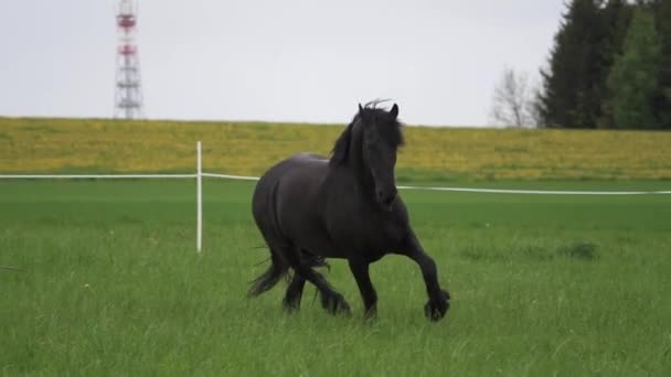 Preto Cavalo Friesiano Corre Galope — Vídeo de Stock
