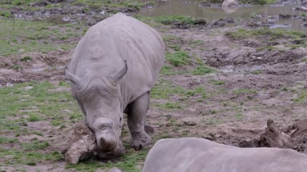 Rinoceronte Blanco Del Sur Ceratotherium Simum Simum Especies Animales Peligro — Vídeos de Stock