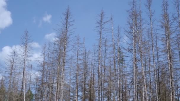 樹皮の甲虫の侵入後に死んだトウヒ 地球温暖化の結果 — ストック動画