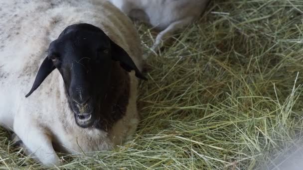 Somalische Schafe Ruhen Auf Stroh Und Kauen Ihr Futter — Stockvideo
